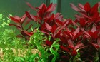 7 Stems Ludwigia Super Red Easy Live Aquarium Pond Aquatic Plant