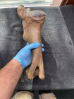 Fossil Bison Antiquus Humerus Bone Found In Iowa  Ice Age Megafauna  Pleistocene