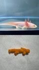 Cheeto Shaped Like An Axolotl  rare 