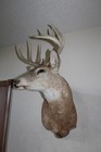 Whitetail Deer Head Shoulder Mount Taxidermy Cape Shed Antler Hunt Mule Rack