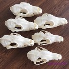 5pcs Real Fox Skull Taxidermy Bone Skeleton Fish Tank Halloween Home Decoration
