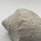 Whelk Shell 5 Inches