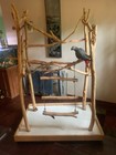 Large Parrot Perch Stand - Bird Stand - Parrot Jungle - Cockatoo Play Stand