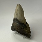 Megalodon Shark Tooth 4 44 Inch - Thick - Lower Jaw Fossil - Real Teeth 20051