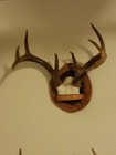 Taxidermy  These Half European Mounts Are Nice Looking  