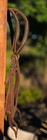 One Ear Slot Headstall Dark Oil With Brass Dots  Buckles And Conchos