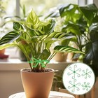 8pcs Plant Stem Support Climbing Houseplant Support Stakes For Indoor Plants          