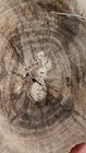 Beautiful Polished Texas Petrified Wood W  Termite bug Frass
