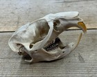 Muskrat Skull Nature Cleaned Authentic Montana Ondatra Zibethicus