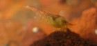 60  Hawaiian Red Shrimp Opae Ula  halocaridina Rubra   Caulerpa Prolifera