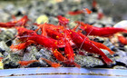 10 2 Orange Eye Red Demon Neocaridina Aquarium Shrimp Live Guarantee 