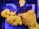 Diyreefer Live Coral Wysiwyg Poletti Jawbreaker 5 Polyp Colony