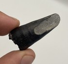 Alligator Tooth Fossil Feeding Wear On Tip Authentic Florida Fossil Alligator