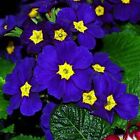1 Pack 100 Rare Blue Evening Primrose Seeds Sundrops Scabish Garden Flower 