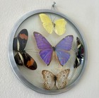 Vintage 1970s Real Taxidermy Butterflies Mounted In Domed Convex Glass