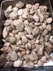 Genuine Petoskey Stone X1 Individual Great Lakes Unpolished Fossil Hexagonaria 