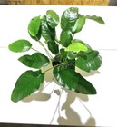 Anubias Barteri Mother Pot Xxl Large Freshwater Aquatic Live Aquarium Plants    