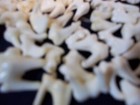 20 Real Animal Raccoon Molar Teeth Bone Skeleton Head Jaw Taxidermy
