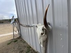 Longhorn Steer Skull 3 Feet 9    Wide Unpolished Bull Horn Mounted Cow Head