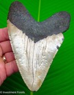 5 61    Megalodon Shark Tooth  Real Fossil No Restorations Sharks Teeth