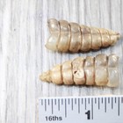 2 Rattlesnake Rattles   845d    Taxidermy Diamondback Sidewinder