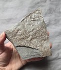 Rare Multi Batrachopus Jurassic Tracks Fossil Reptile Footprints Ubc Quarry Nj
