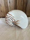 Large Tiger Chambered Nautilus Shell Natural Brown Rare Real Seashell 7 Inch