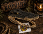 Alligator Gator Head 6 - 7  Genuine Real  12 American Taxidermy Reptile Genuine