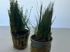 3 Potted Dwarf Hairgrass Live Aquarium Plant  Foreground Grass For Aquascaping 