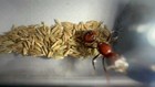 2025 Pogonomyrex Rugosus  red x2   Egg  Only Legal Ants To Ship  Insect Feeder