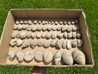 Boracho Formation Fossils Lot Sea Urchins Gastropods Bivalves Ammonite Texas