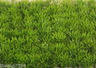 Aquarium Plastic Fish Tank Decor Floral Water Green Grass Plant Safe For Fish