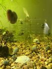 10 Blue Leopard Ramshorn Live Designer Snails Freshwater Aquarium Pond Snail