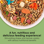 Fiesta Guinea Pig Food  Nutritious And Fun Blend  Supports Dental Health And Dig