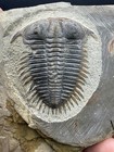 Authentic Damesella Trilobite Fossil Cambrian Age Ancient Arthropods - 1 8inch