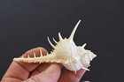 6 Beautiful Unique Murex Turnispina Shells 2 -3  Real Sea Shells Beach Craft