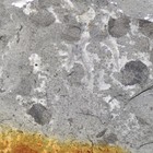Rare Marrella Arthropod From Newly Described Huayuan Biota  Cambrian Of China