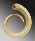 Long  41 Cm  Pig Tusk Pectoral Currency Exchange Vanuatu