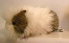 Hansa Guinea Pig Long-haired 7 5 Inch Stuffed Toy 2015  no Hang Tags
