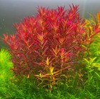 Rotala Blood Red Sg Variant 12 Stems -submersed Grown - Aquarium Live Plant