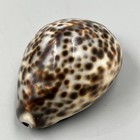 Antique Scottish Or Irish Georgian Sterling Snuff Cowrie Shell
