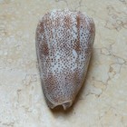 Conus Arenatus Beautiful Wow Specimen 66mm Pattern Red Sea Shell Coloration