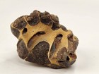 Thalassina Anomala Mud Lobster Fossil 2 5  - Gunn Point - Darwin  Nt  Australia 