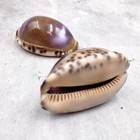 Purple Top Brown Arabian Cowrie Seashells  2 Shells Approx  2 25  Inches  