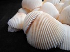 100 Beautiful Rose Cockle Shells 1-2  Beach Wedding Decor  Coastal Arts Crafts