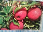 Amazing Beautiful Post Card Washington Apples From Wenatchee Washington