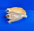 Orange Mouth Cymbiola Aulica Imperialis  Volute Seashell  7 5    Shell Pattern