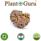 Jericho Flower - 6 Pack - Rose Of Jericho  Resurrection Flower  Whole Dried Herb