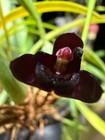 Maxillaria Schunkeana The Black Maxillaria Orchid