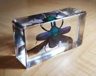 Chafer Beetle Wings Open  Insects In Resin  Oddities  Cetonia Aurata